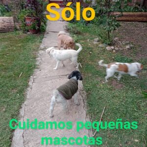 Guardería Canina Merlo San Luis.