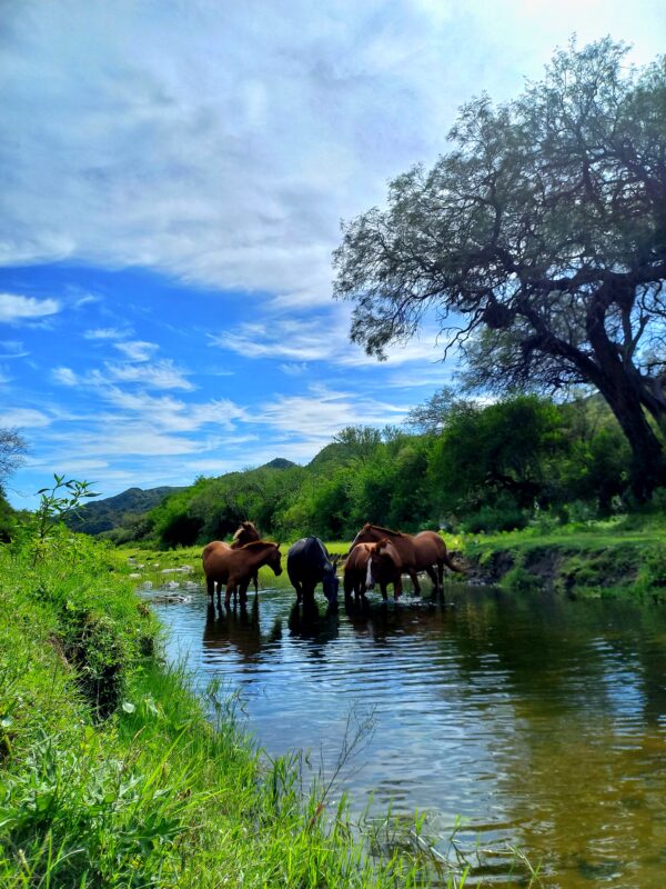 Guía de Turismo en Merlo San Luis - Excursiones - Imagen 8